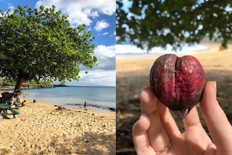 The left photo shows a tree and the right shows a tropical almond, a hard fruit about the size of a golf ball