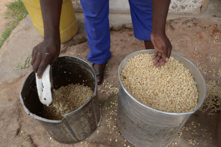 Two buckets of maize kernels, with hands of someone apparently scooping them from one bucket to another