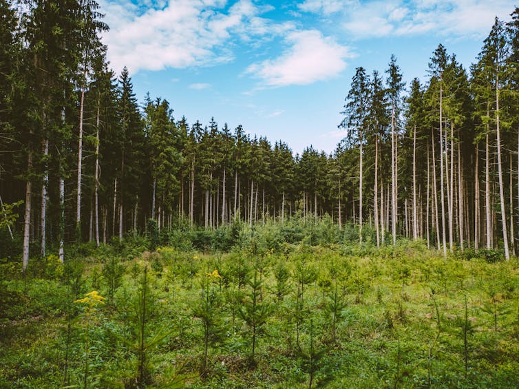 Reforestation growth with tall evergreen forest in the background