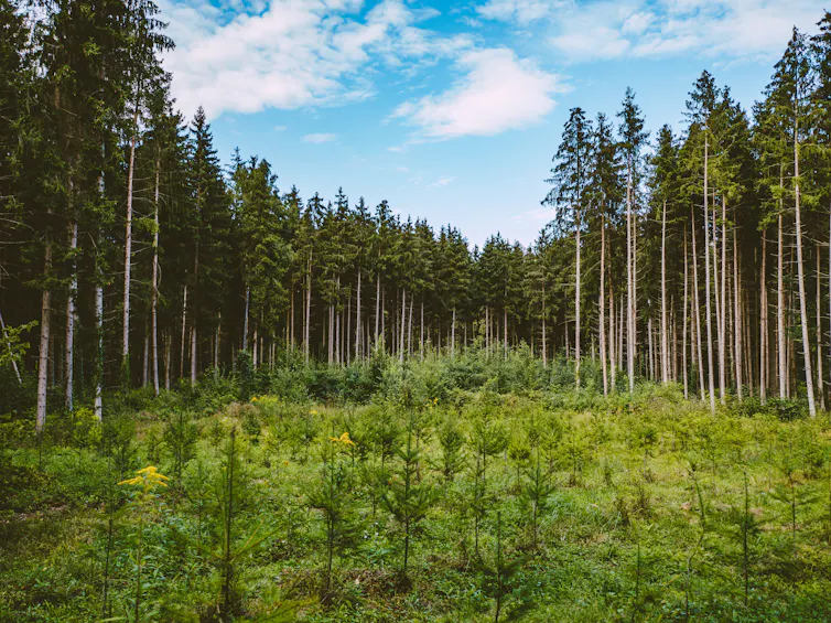 Reforestation growth with tall evergreen forest in the background
