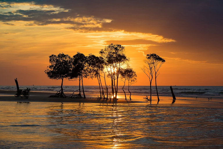 Mangrove trees on a shore at sunset