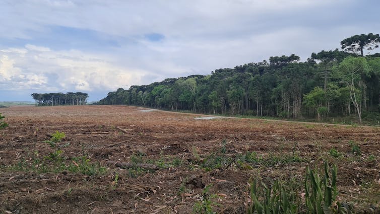 A stretch of degraded land in Brazil sits near some forests.