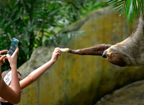 What is ‘sloth fever’? And how can I avoid it when travelling to South America?