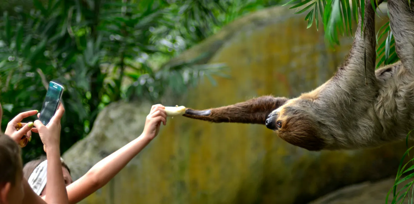 What is ‘sloth fever’? And how can I avoid it when travelling to South ...