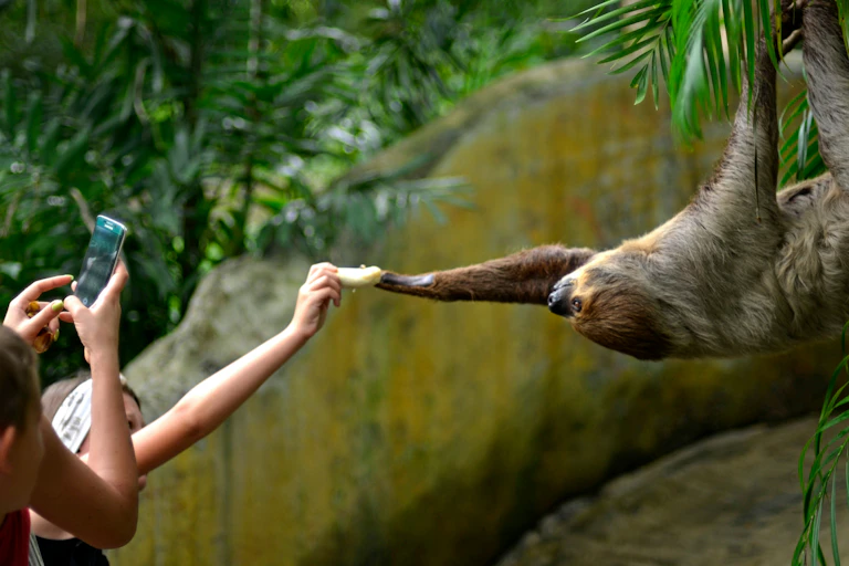 Tourists feeding a sloth