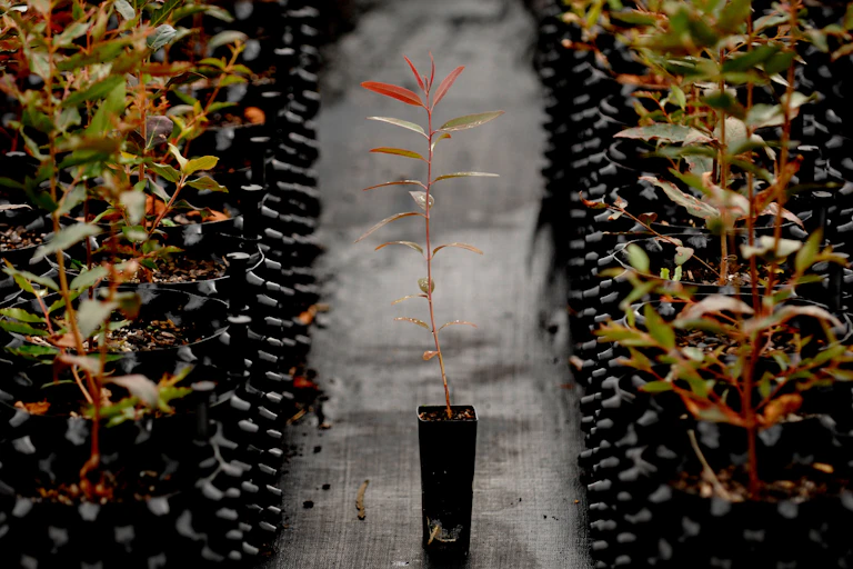tube-stock seedlings of Australian native plants