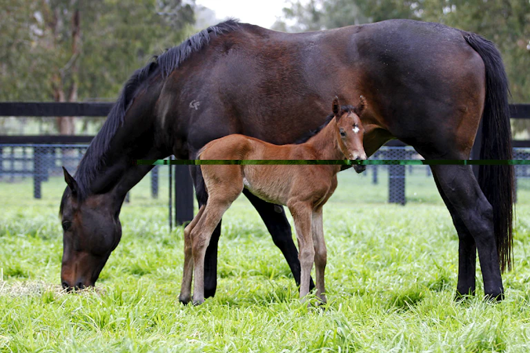 Black Caviar with its foal, Little Cav, pictured in 2015