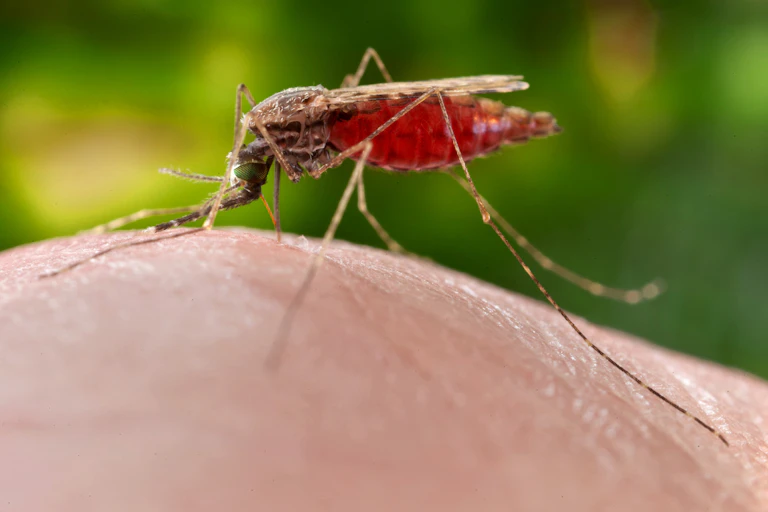 A lateral view of a mosquito, its body bent towards the skin, feeding on a human