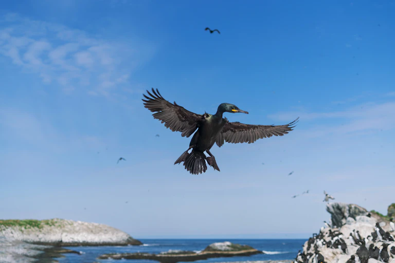 A cormorant in full flight, wings spread, against a blue sky. Below, the sea and coastline.