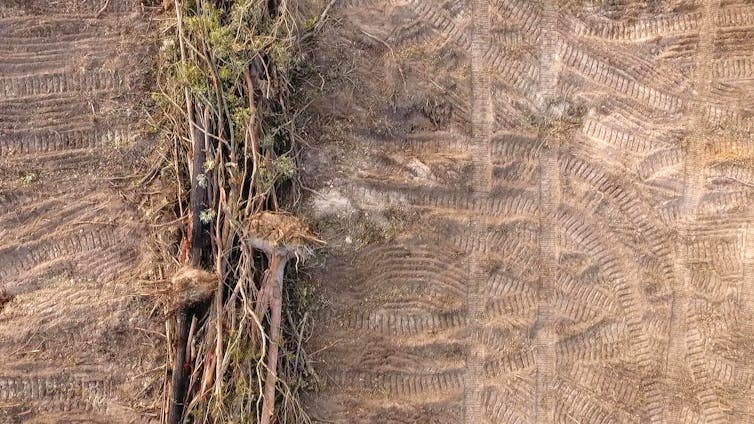 land clearing in springfield queensland