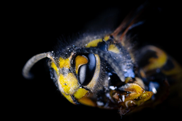 Close up of wasp