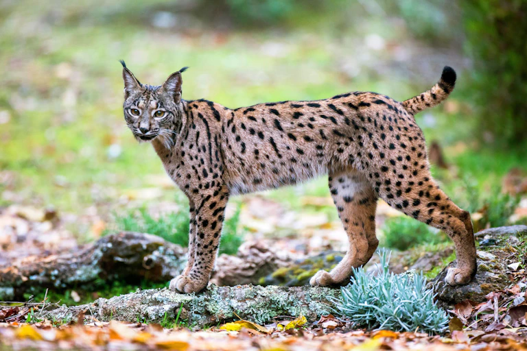 An Iberian lynx looks at the camera.