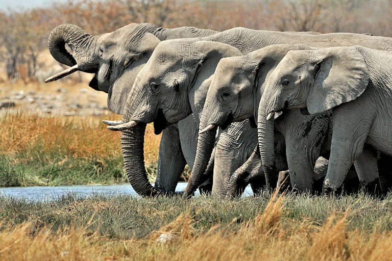 Side view of four elephants at a water hole