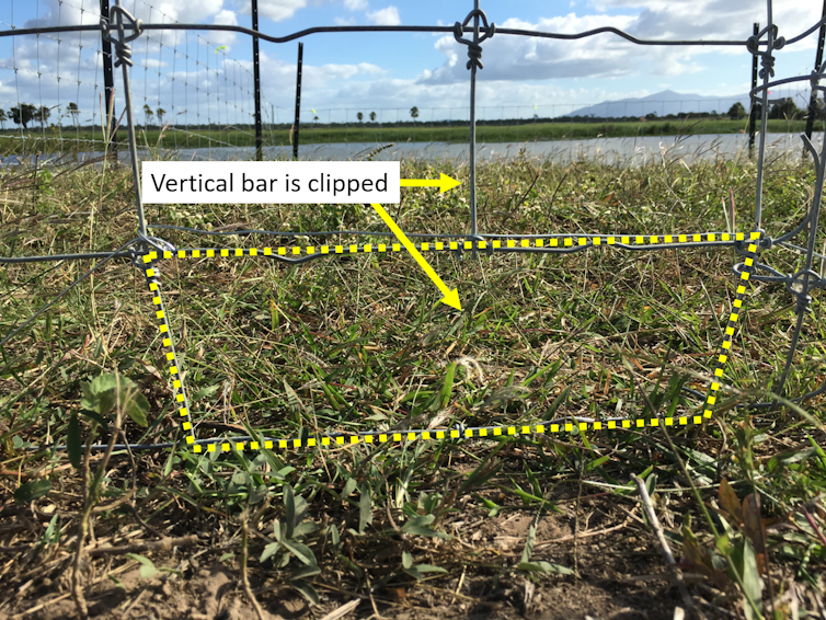 Photo of hinge joint (grid pattern) wire fencing marked up with arrows pointing to a 'vertical bar to be clipped', creating a wider space for a turtle or other animal to pass through.