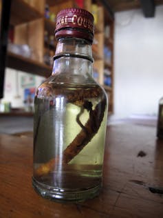 jar of liquid with cordyceps inside, table and bookcase in background