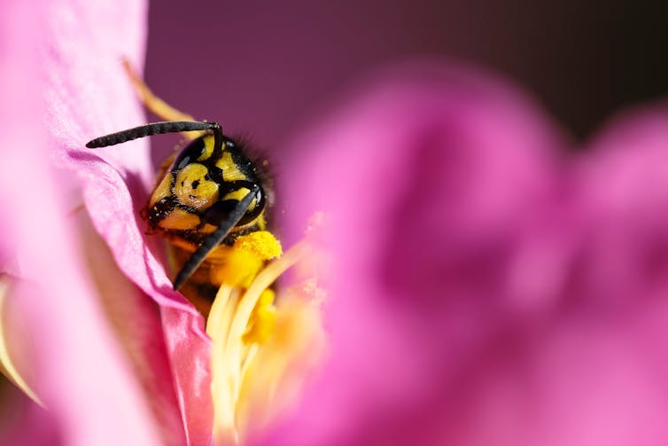 Vespa sentada em flor rosa.