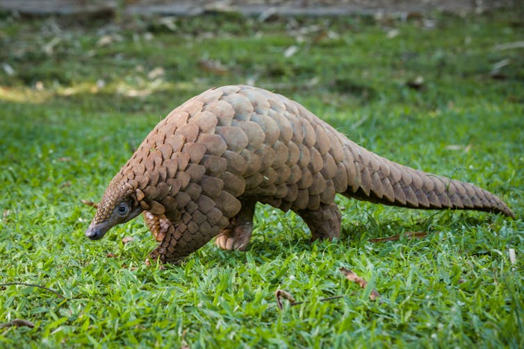 Pangolin animal walking across green grass