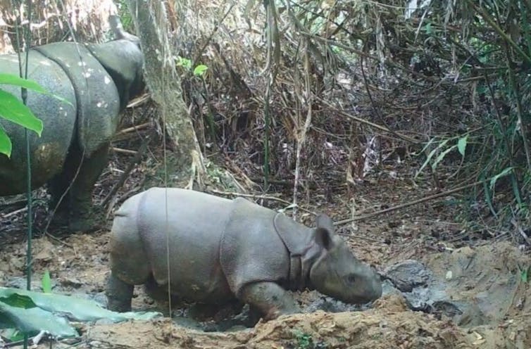 Image Javan rhinos, once thought safe from poachers, are anything but A rhino calf and mother in jungle.