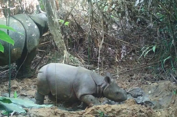 A rhino calf and mother in jungle.