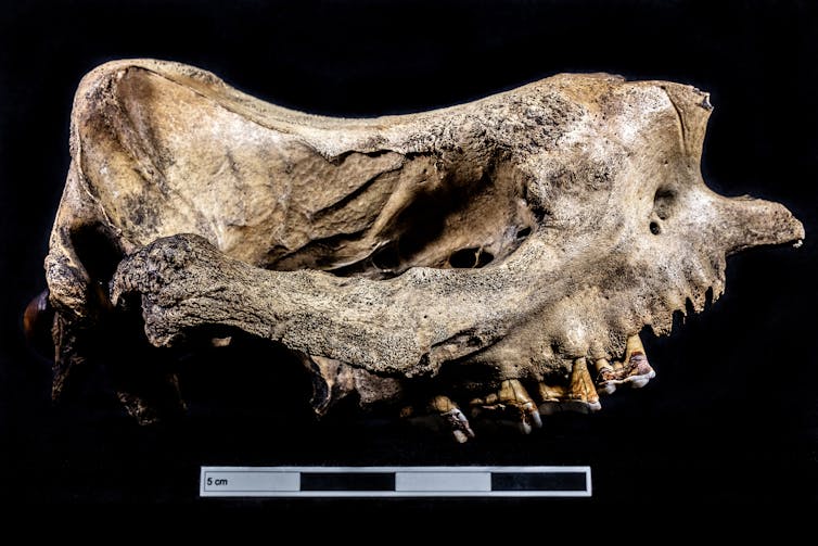 A museum specimen of a rhino skull.