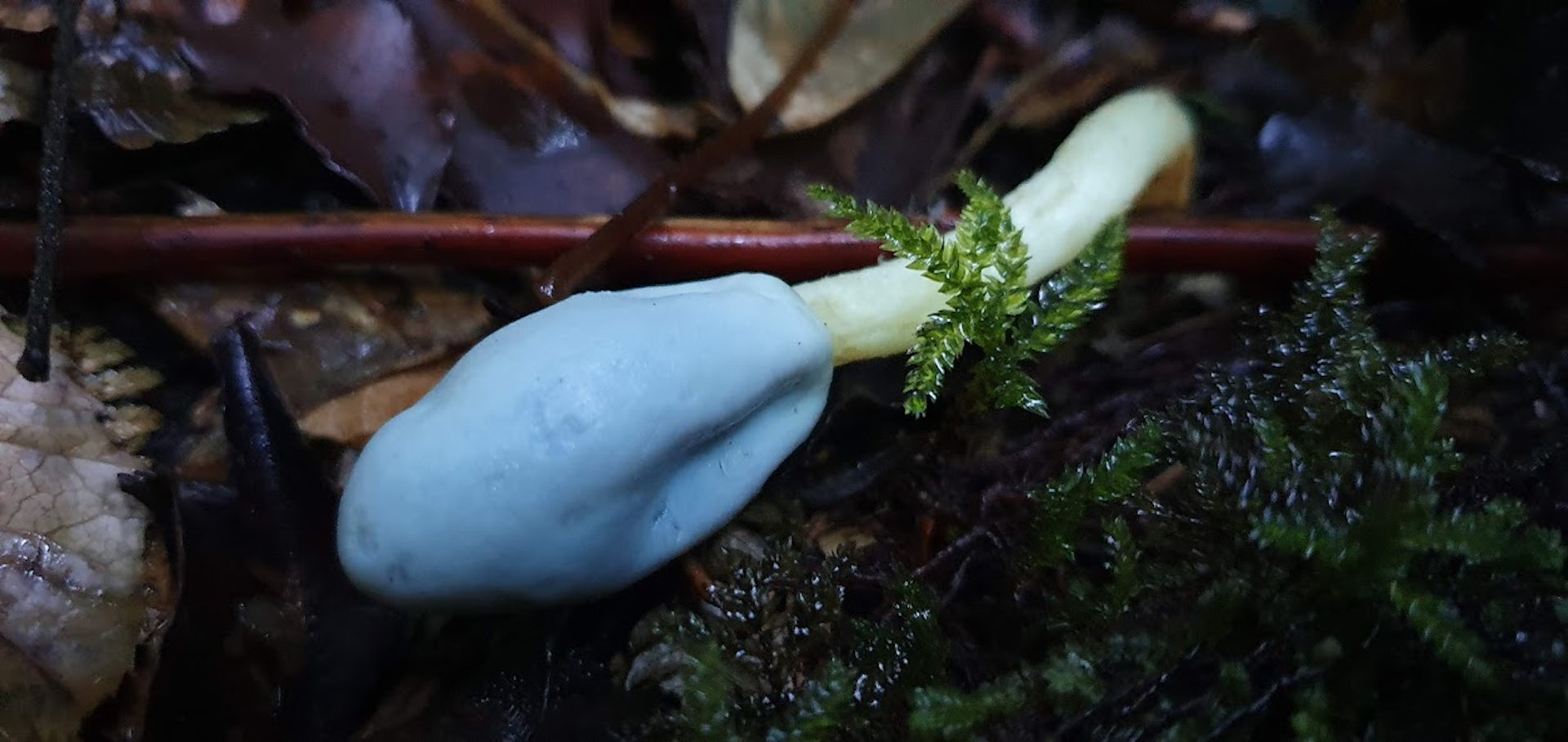 A blue fruiting body of a truffle-like fungus