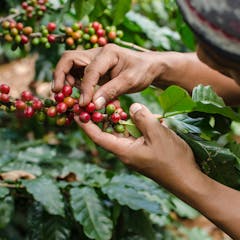 what are the best research topics on sustainability