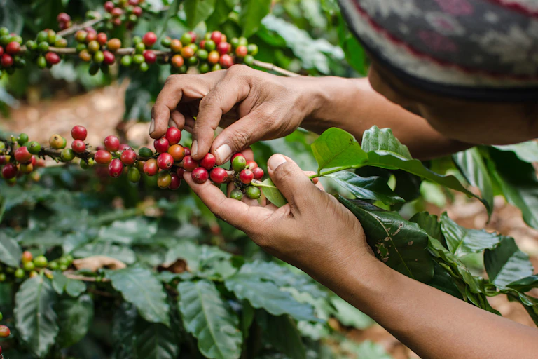 Closeup of hands harvesting coffee berries