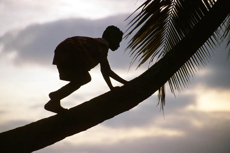 A boy climbs a coconut tree at sunset.
