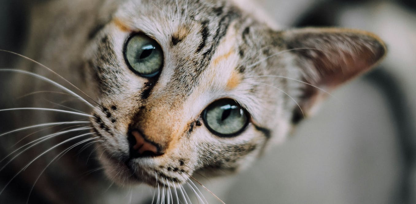 El mayor secreto de los gatos: son pésimos cazando ratas