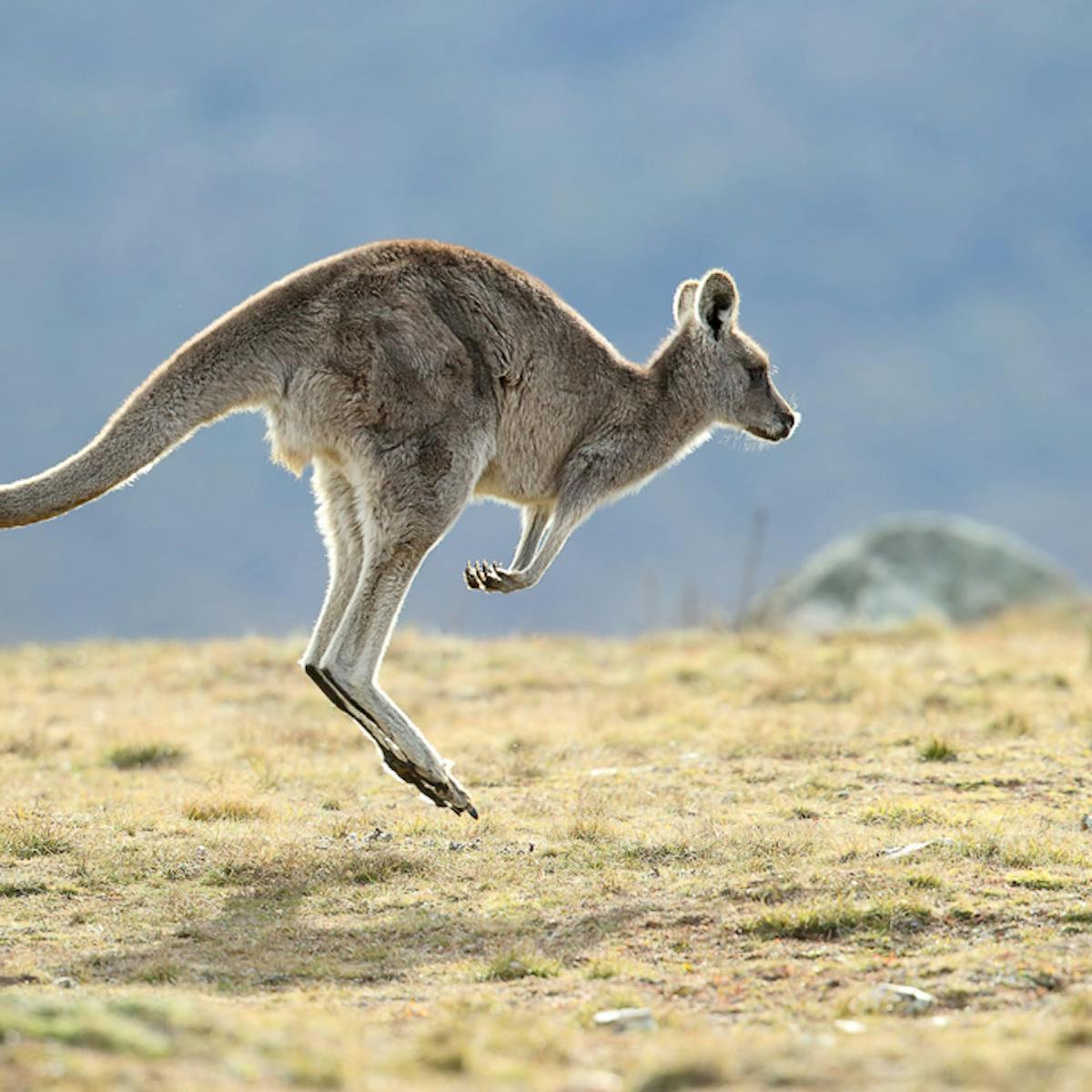 Giant kangaroos were more likely to walk than hop