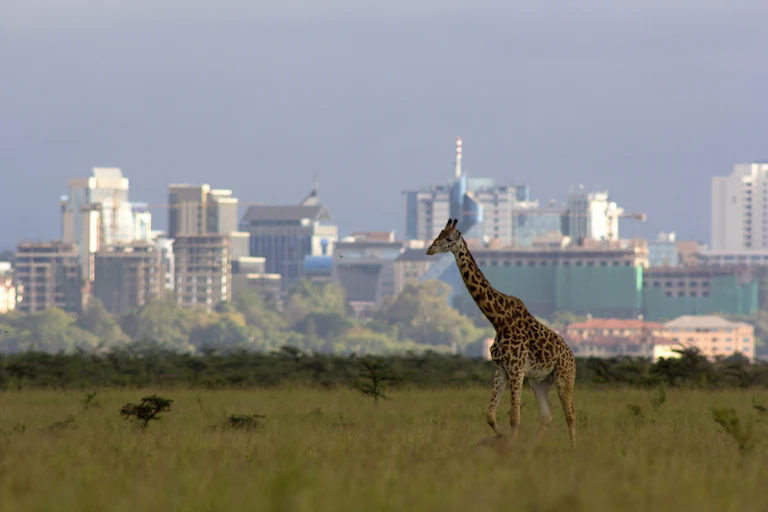 A giraffe walks across a grassy plain near an urban skyline.