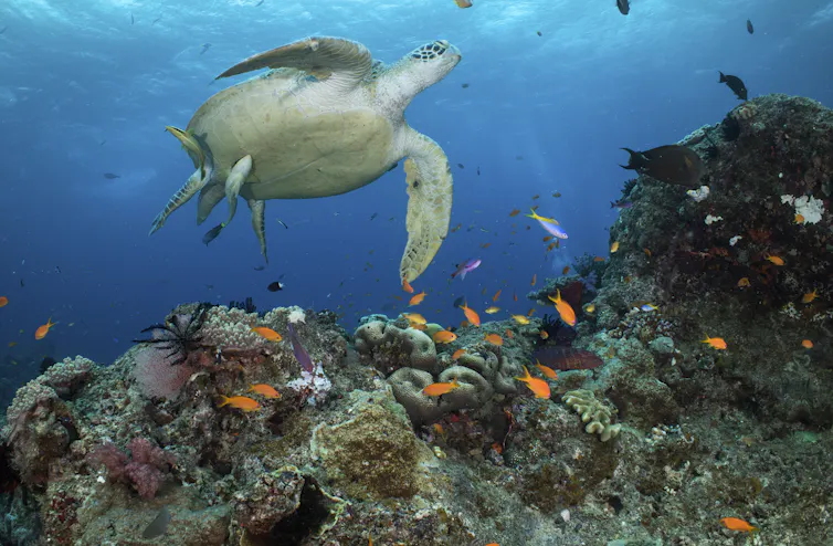 A sea turtle swims above a coral reef teeming with brightly coloured fish