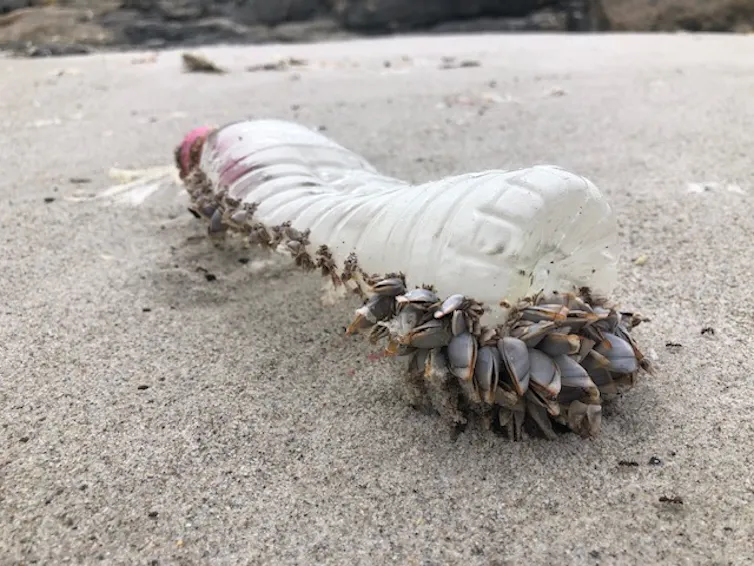 Une bouteille en plastique vide avec des crustacés balanes, sur une plage de sable
