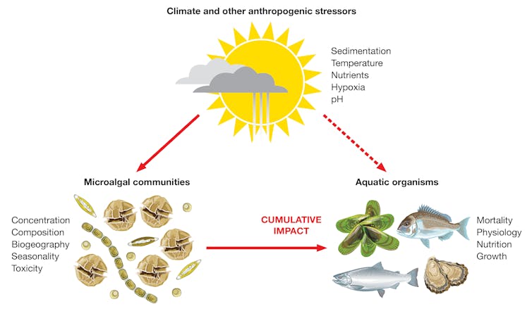 This graph shows how climate change affects the physiology of microalgae and other marine organisms.