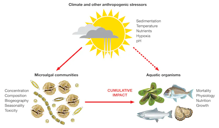 This graph shows how climate change affects the physiology of microalgae and other marine organisms.