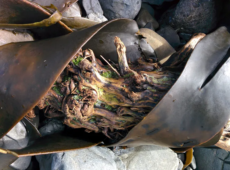 Varech et bois flotté entrelacés sur une plage de Nouvelle-Zélande