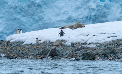 Rafts of garbage, kelp and other debris could transport alien invaders to a warming Antarctica