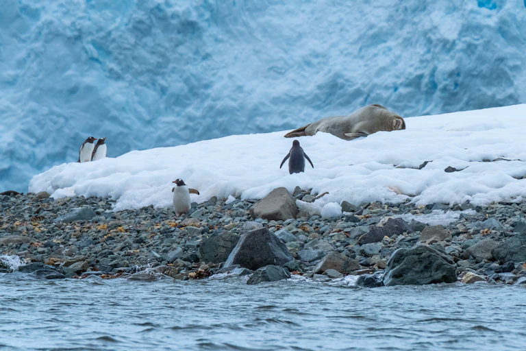 Weddell seal and Gentoo penguins on the beach next to the glacier outlet wall in Paradise Harbor, Antarctica.