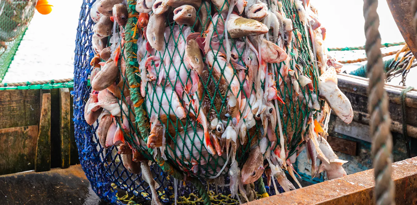 Investigation reveals global fisheries are in far worse shape than we ...