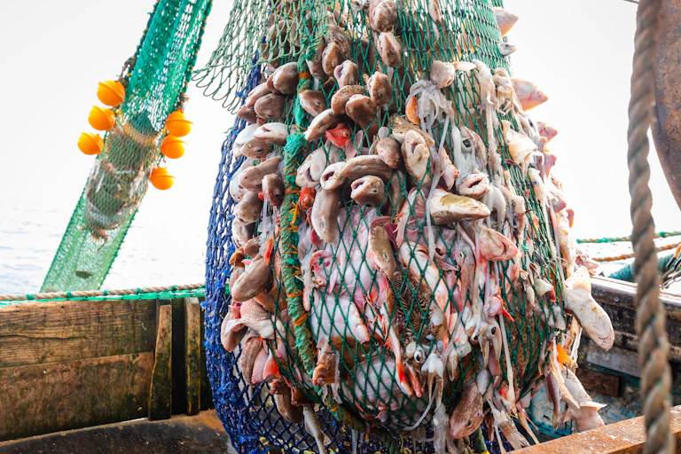 fish in net