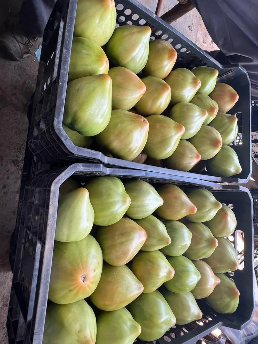 Froitos de tomate da variedade ‘Tomata Valenciana’ coa característica forma apuntada. Adoitar et al.