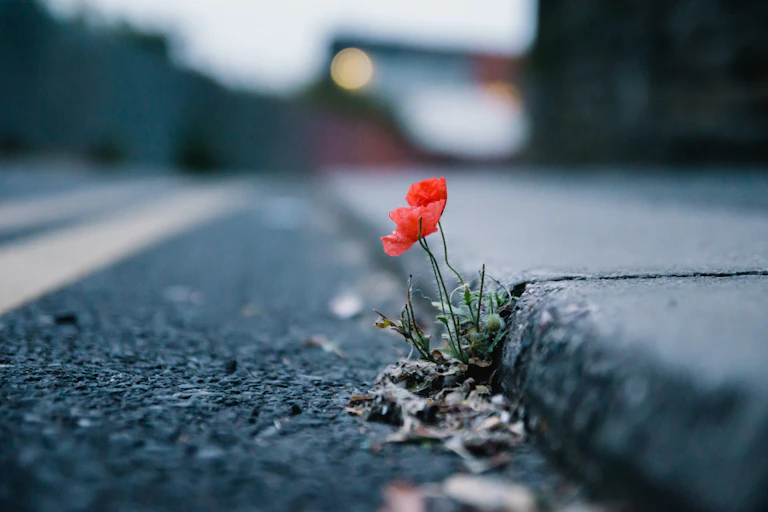 Poppies growing through pavement cracks