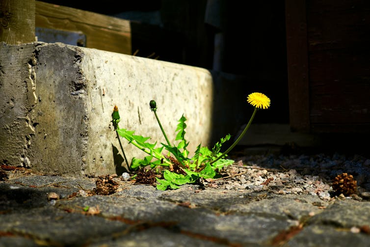 Dandelion growing in pavement