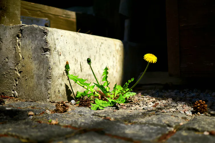 Dandelion growing in pavement