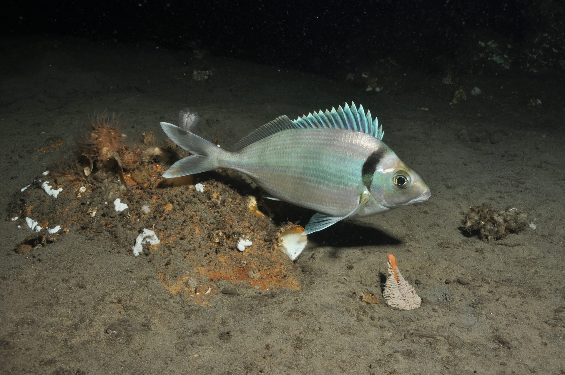 silver fish in ocean