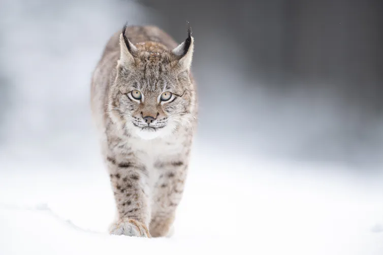 A Eurasian lynx walking towards the camera in the snow.
