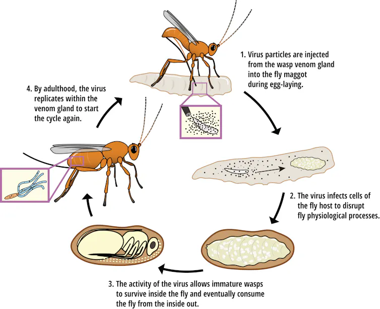 A diagrom showing a wasp injecting virus particles into a fly maggot, the virus infecting the maggot, a wasp growing in the maggot and then the virus replicating in the grown wasp.