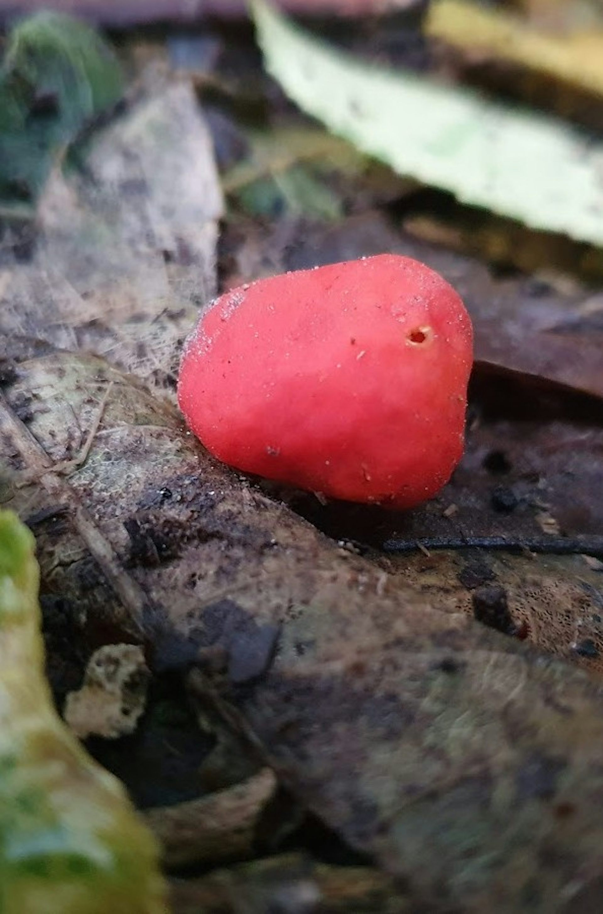 A red fruiting body of a truffle-like fungus