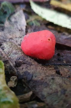 A red fruiting body of a truffle-like fungus