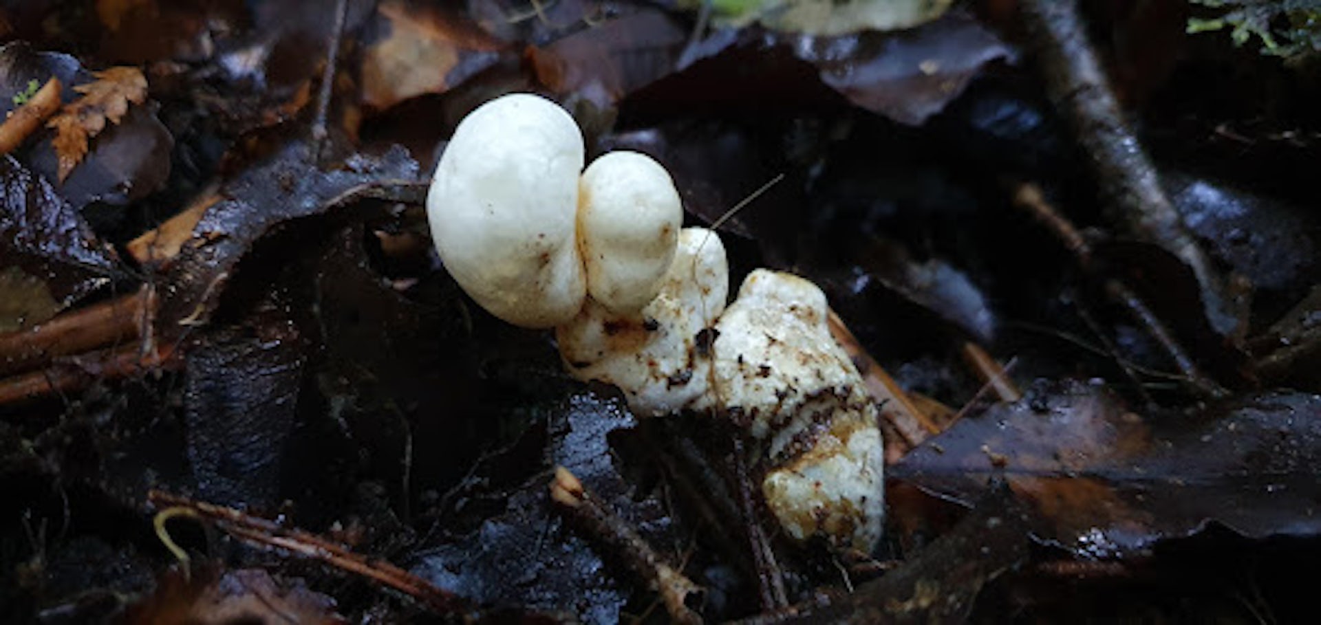 A white truffle-like fungus